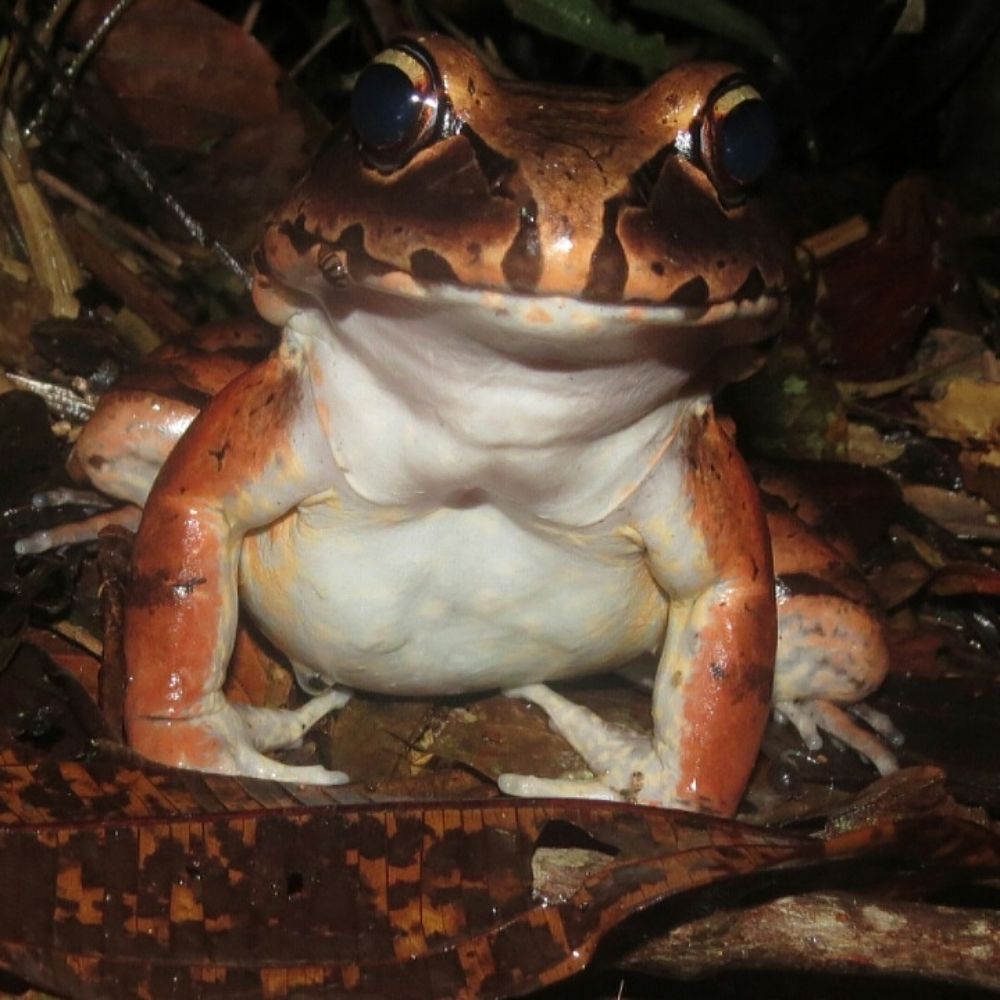 Amazon Frog