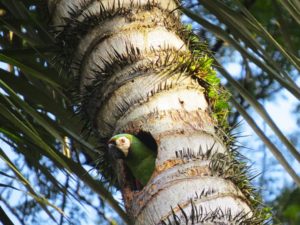 Amazon Birdwatching Parrots